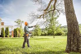 How Our Tree Care Process Works  in  Fairmount, CO