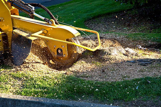 Best Stump Grinding and Removal  in Fairmount, CO